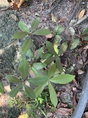 Ternstroemia gymnanthera