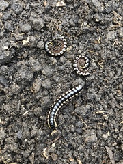 Orthomorpha communis