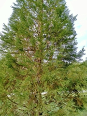 Sequoiadendron giganteum