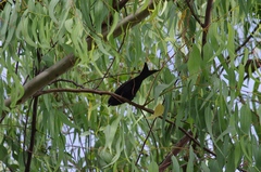 Dicrurus adsimilis fugax