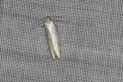 Scieropepla polyxesta