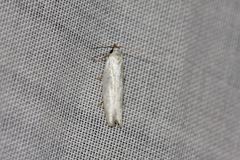 Scieropepla polyxesta