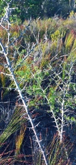 Asparagus mariae