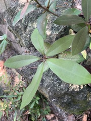 Ternstroemia gymnanthera