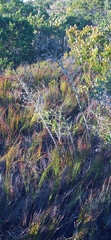 Asparagus mariae