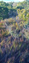 Asparagus mariae