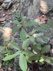 Ternstroemia gymnanthera