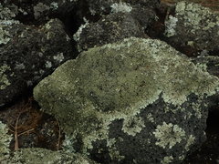 Xanthoparmelia australasica