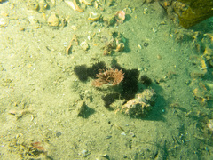 Ceriantharia