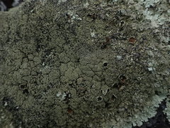 Xanthoparmelia australasica