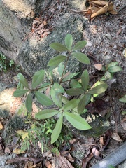 Ternstroemia gymnanthera