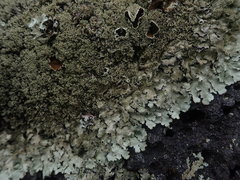 Xanthoparmelia australasica