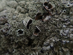Xanthoparmelia australasica