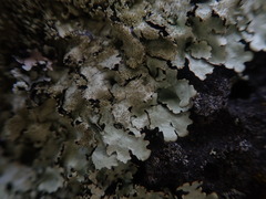 Xanthoparmelia australasica