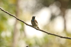 Cyanomitra cyanolaema