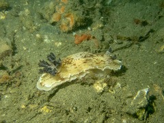 Aphelodoris varia