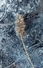 Tribolium hispidum