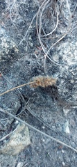 Tribolium hispidum