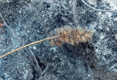 Tribolium hispidum