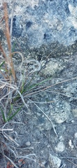 Tribolium hispidum