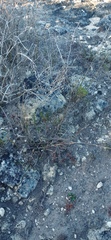 Tribolium hispidum