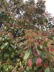 Photinia