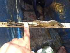 Macrobrachium acanthurus