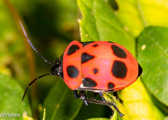 Poecilocoris nepalensis