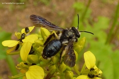 Andrena agilissima
