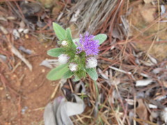 Lepidaploa canescens