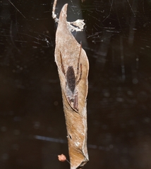 Cyrtophora petersi