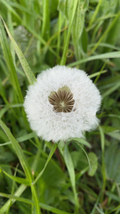 Taraxacum