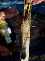 Macrobrachium acanthurus