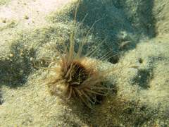 Ceriantharia