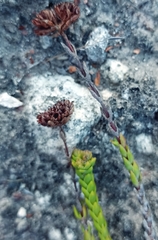 Crassula subulata fastigiata