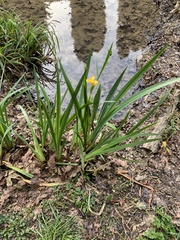 Iris pseudacorus