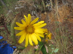 Tithonia tubaeformis