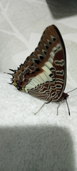 Charaxes brutus
