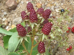 Rubus hondurensis