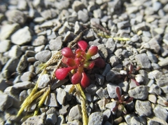 Saxifraga tridactylites