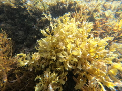 Sargassum aquifolium