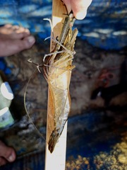 Macrobrachium acanthurus