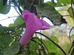 Ipomoea pedicellaris