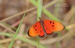 Acraea acrita acrita