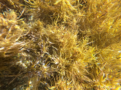 Sargassum obtusifolium observed 2022-04-03