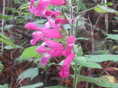 Salvia dorisiana