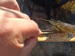 Macrobrachium acanthurus