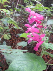 Salvia dorisiana