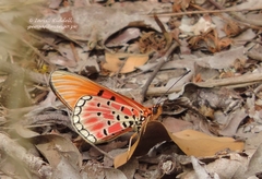 Acraea acrita acrita