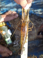 Macrobrachium acanthurus